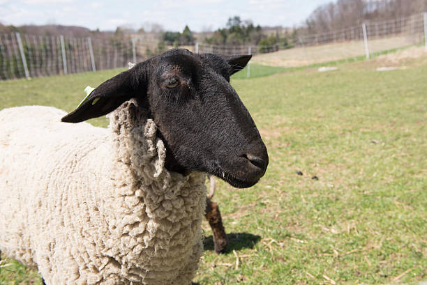 istock Summer sheep and baby lamb 486566272