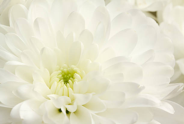 istock Close up image of white chrysanthemum 486566277
