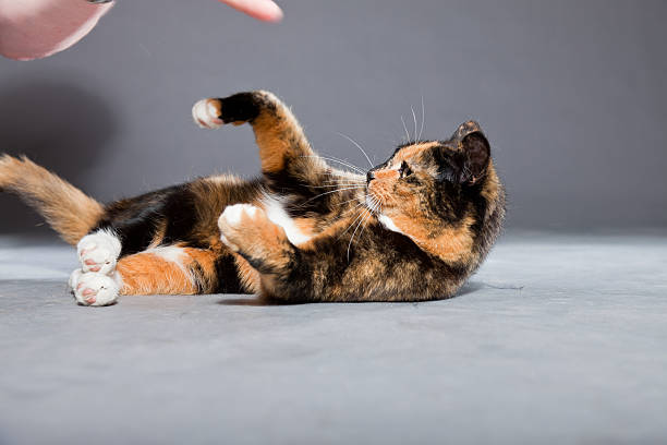 istock Beautiful young brown black white spotted cat. 486566501