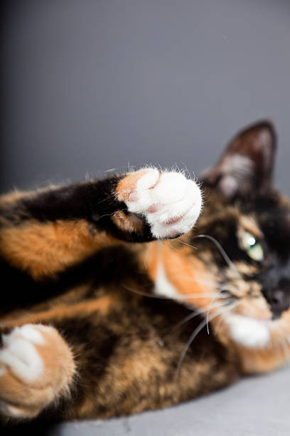 istock Beautiful young brown black white spotted cat. 486566531