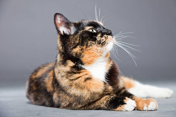 istock Beautiful young brown black white spotted cat. 486566575