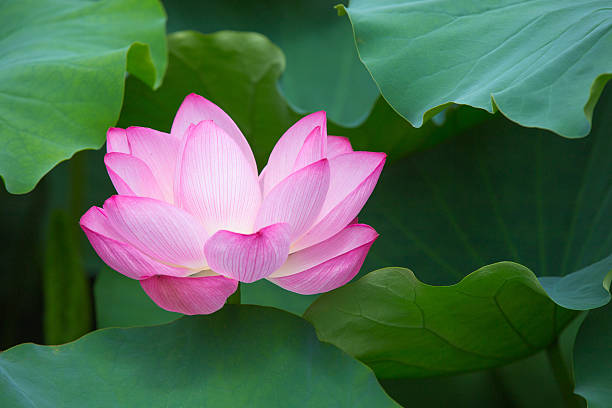 istock Lotus flower in Japan 486567260
