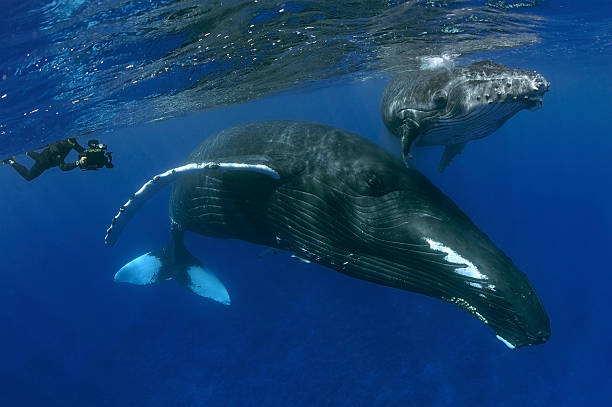 HUMPBACK WHALE stock photo