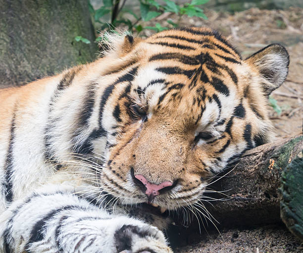 tigre en colère - 9780 photos et images de collection