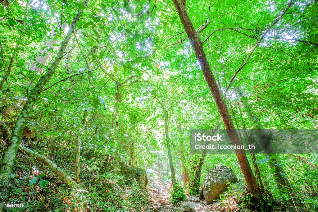 Nature Reserve Fairy Forest trees in a national park Autumn Stock Photo
