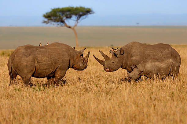 Fighting Black Rhino family in Masai Mara stock photo