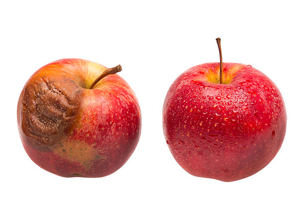 Dozy red apple as comparison to fresh fruit One dozy red apple as comparison to a fresh fruit decay stock pictures, royalty-free photos & images