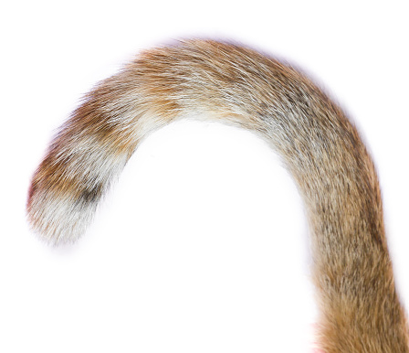 tail of a cat on white background