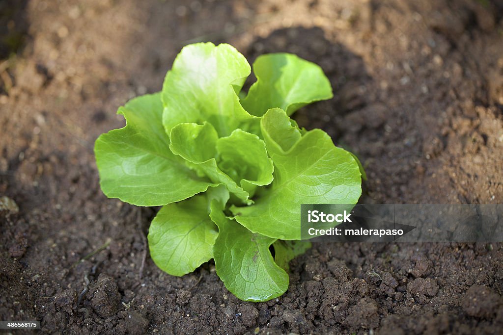 Ogród warzywny. Zielonej sałaty. - Zbiór zdjęć royalty-free (Sałata maślana)