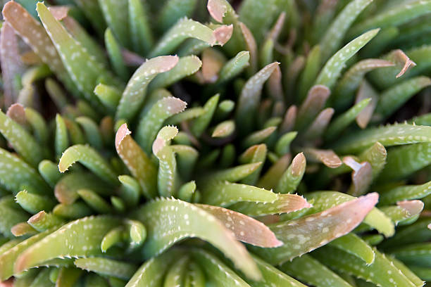 Aloe Vera Plant Name is very frequent, especially in the cosmetics and beauty industry needed a way of Aloe Vera is an African plant. This plant is also known by the name medicinal aloe is more "Aloe Vera" name is used. These plants whose growth areas of Africa, belong to the family Liliaceae and is not composed of a single type. thorn bush stock pictures, royalty-free photos & images