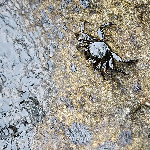 Photo of crab with crude oil spill on the stone