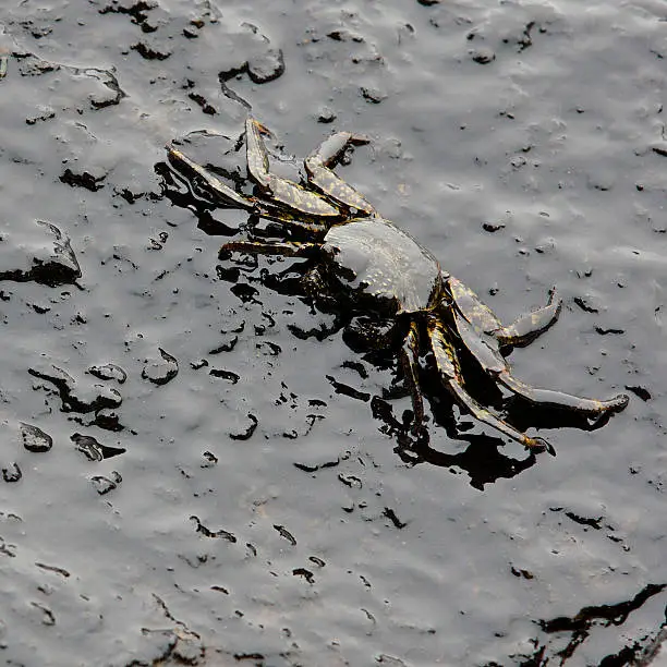 Photo of crab with crude oil spill on the stone