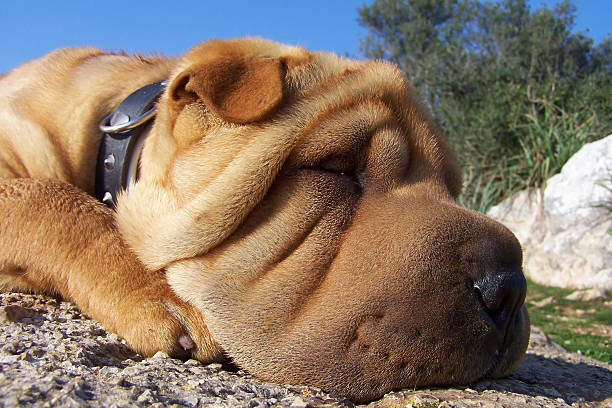 siesta de sharpei - shar pei dog beauty animal tongue - fotografias e filmes do acervo