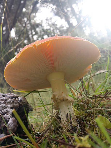 Rosso e bianco a Rospo feci inferiore - foto stock