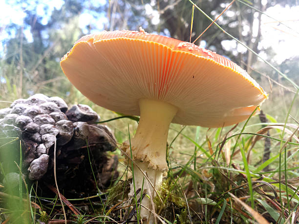 Rosso e bianco a Rospo feci inferiore - foto stock