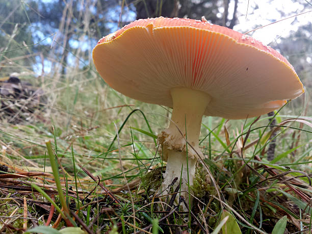 Rosso e bianco a Rospo feci inferiore - foto stock