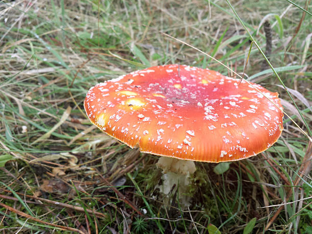 Rosso e bianco a Rospo feci - foto stock