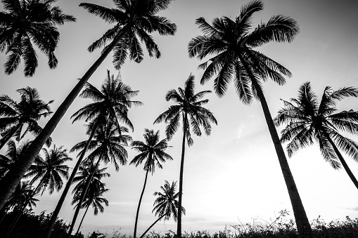 Black and white photo of palm trees