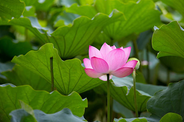 istock Lotus flower in Japan 486569120