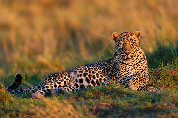 Close-up of a a relaxed Leopard male stock photo