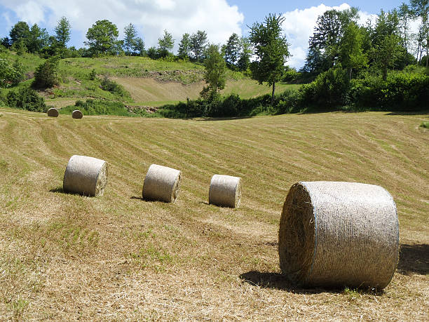 istock The countryside of Tuscany 486569277