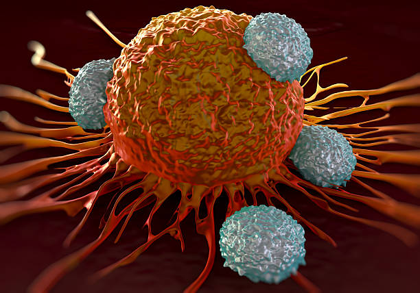 T-cells attacking cancer cell  illustration of  microscopic photos T-cells attacking cancer cell  illustration of  microscopic photos t cell photos stock pictures, royalty-free photos & images