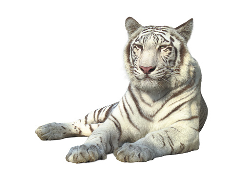 The strong white bengal tiger isolated on white background