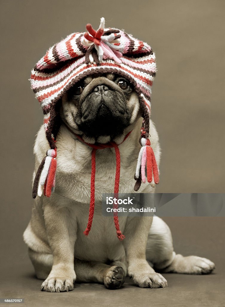 dog dog in cap Animal Stock Photo