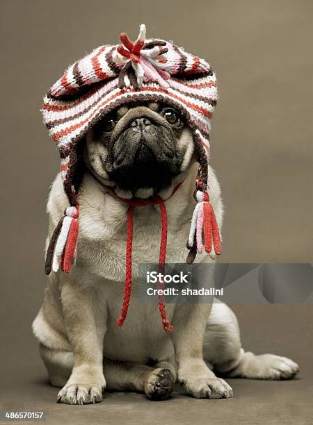 Dog Stock Photo - Download Image Now - Animal, Animal Body Part, Cap - Hat