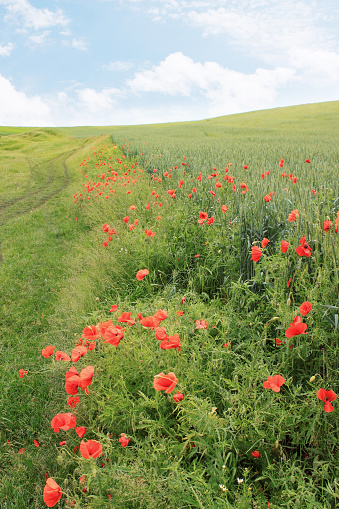 Spring rural landscape, a field with red poppies