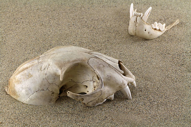 istock Bobcat skull and jaw dug in desert sand 486570216