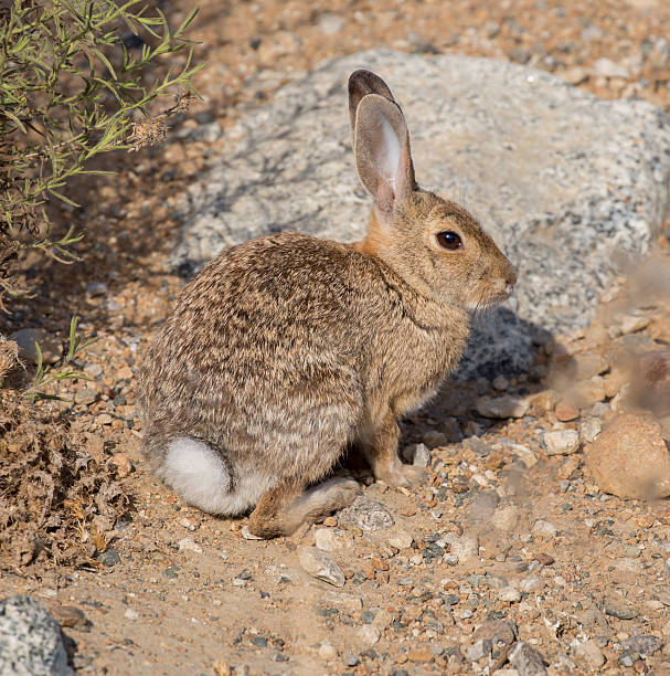 istock Desert Cottontail (Sylvilagus audubonii) Rabbit on Alert 486570472