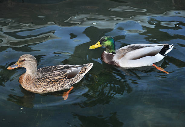 Two Mallard Ducks On A Lake stock photo