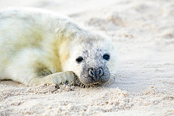 istock Baby Grey Seal (Halichoerus grypus) relaxing on the beach 486571077