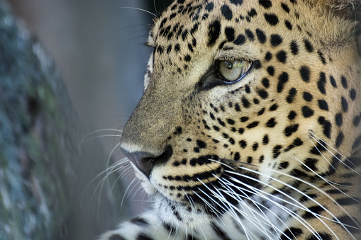 Portrait of Leopard 