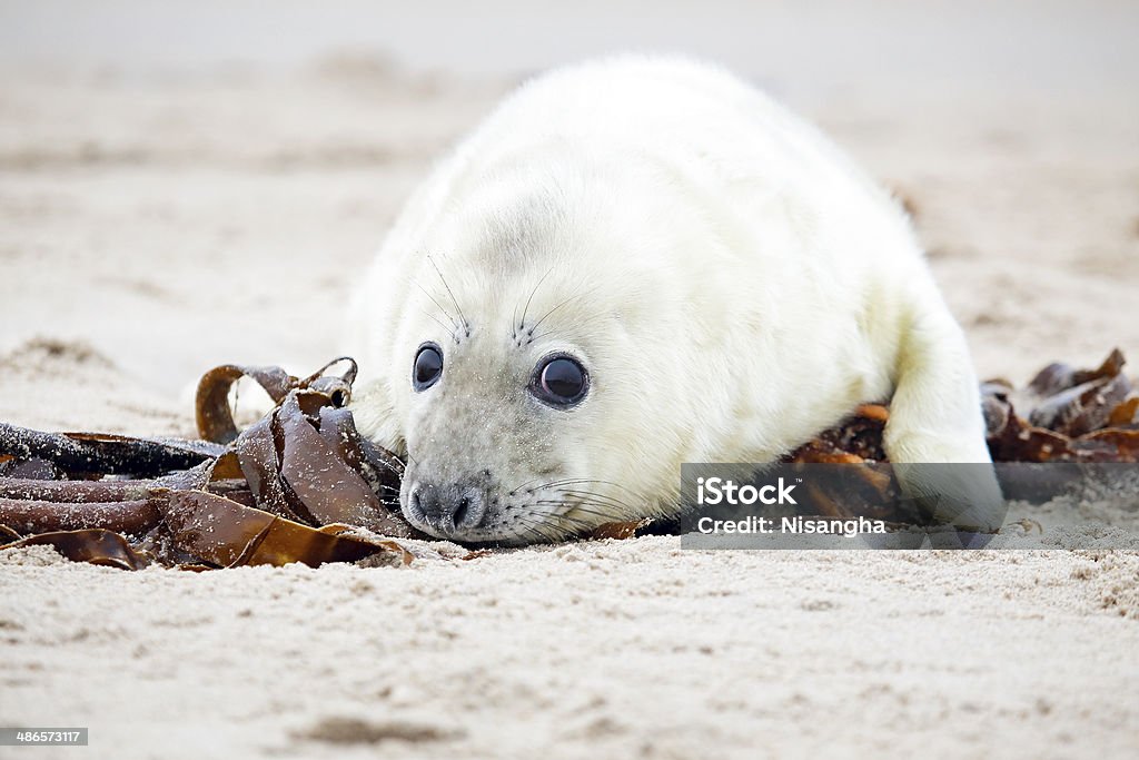 Baby szary Seal (Foka szara Halichoerus grypus) relaks na plaży - Zbiór zdjęć royalty-free (Biały)