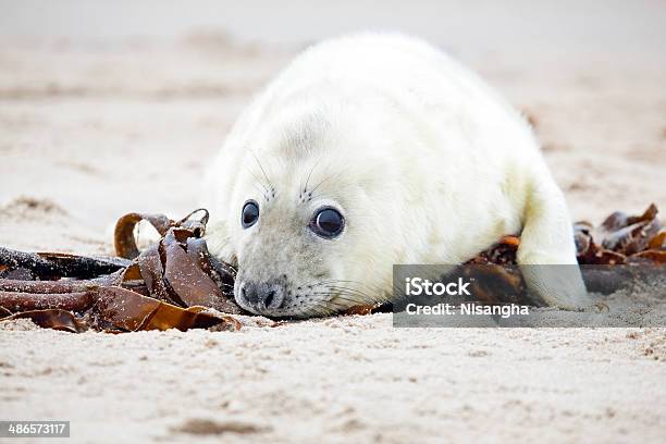 Baby Szary Seal Relaks Na Plaży - zdjęcia stockowe i więcej obrazów Biały