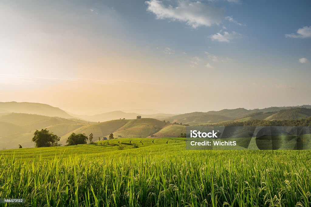 Reisfeld mit Terrasse - Lizenzfrei Agrarbetrieb Stock-Foto