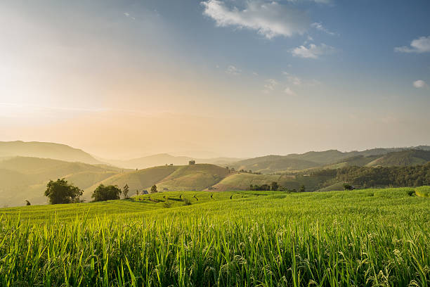 Terraced rice field Terraced rice field on Mountain before sunset, Chiangmai Province, Northern of Thailand. cultivated land stock pictures, royalty-free photos & images