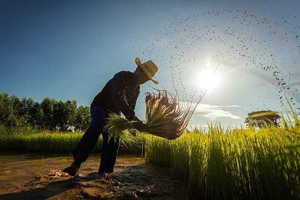 Farmers Farmers grow rice in the rainy season. They were soaked with water and mud to be prepared for planting. thailand rice field stock pictures, royalty-free photos & images