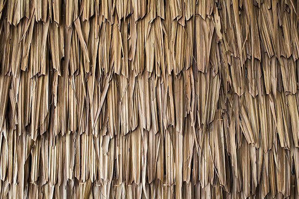 secado palm textura - thatched roof fotografías e imágenes de stock