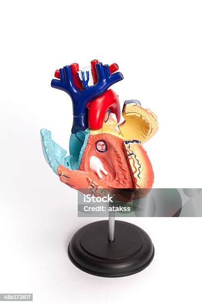 Anatomical Model Of Human Heart Stock Photo - Download Image Now - Anatomical Model, Anatomy, Aorta