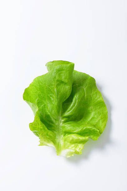 lettuce leaf stock photo