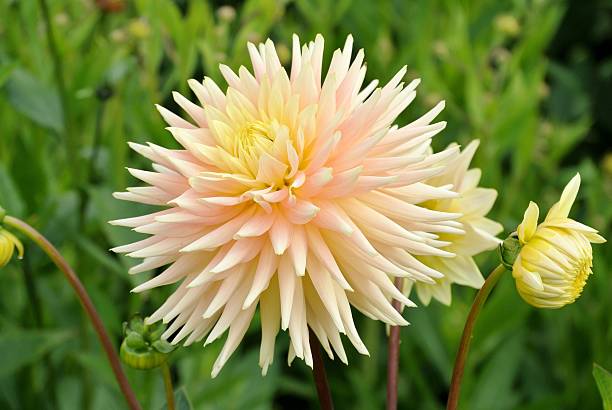 istock Peach-Coloured Dahlia Flower 486573886