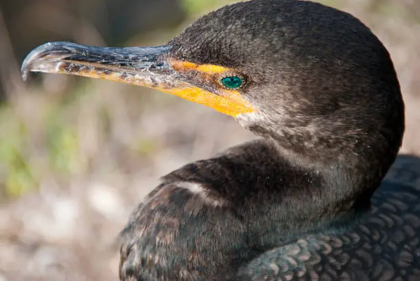 A water bird, called an Anhinga, shot close-up and overhead
