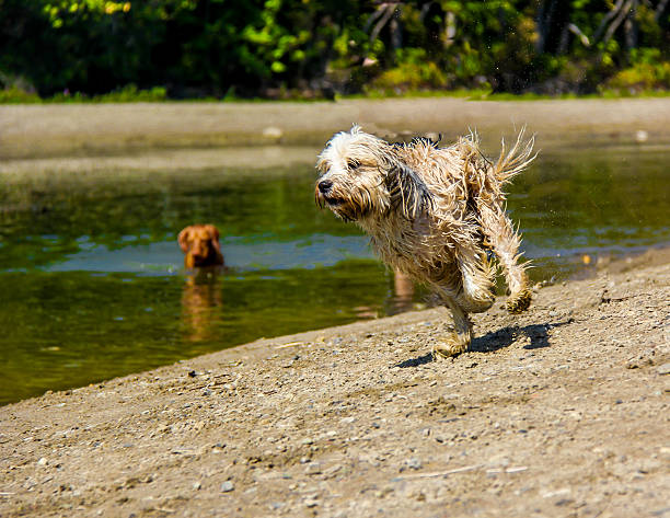 corsa tibetan terrier - spaz foto e immagini stock