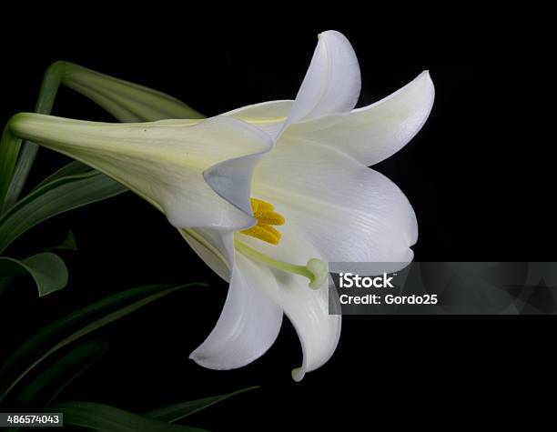 Foto de Lilium Candidum Flor e mais fotos de stock de Beleza - Beleza, Botânica - Assunto, Bouquet