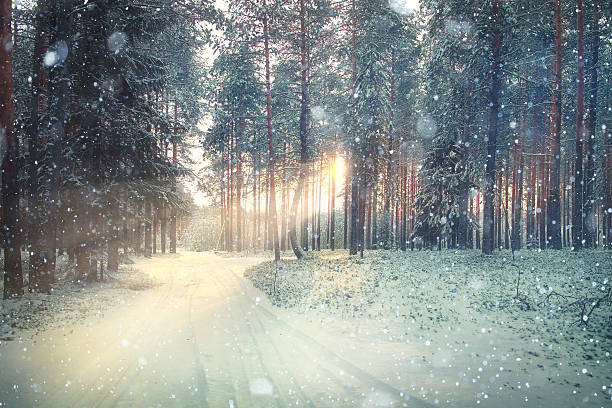 landschaft schnee im winter bäume, dichte wälder - winter landscape canada branch stock-fotos und bilder