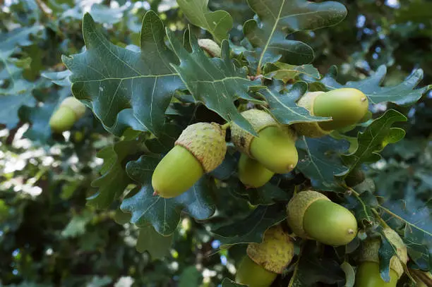 Acorns