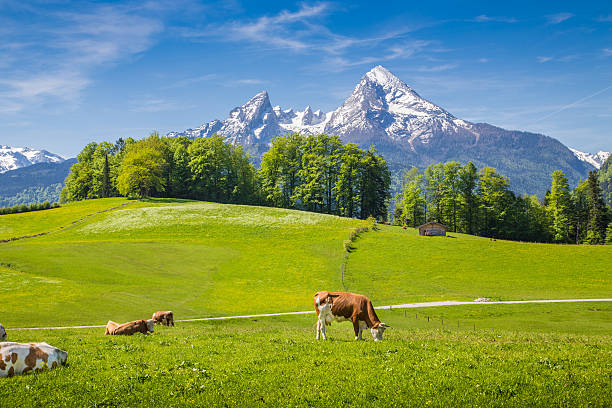 istock Idyllic landscape in the Alps with grazing cows in summer 486575802